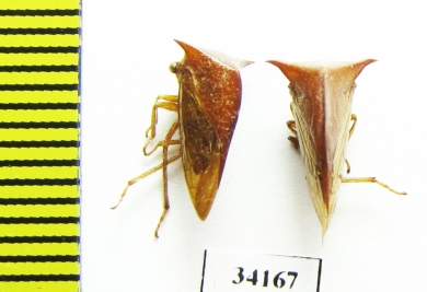 Membracidae sp.  Ecuador - INSECTS-STORE.RU