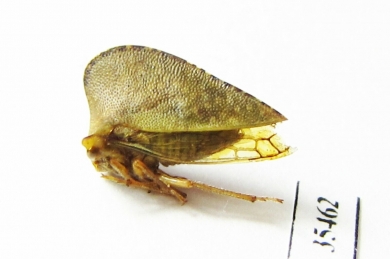 Membracidae sp.  Mexico - INSECTS-STORE.RU