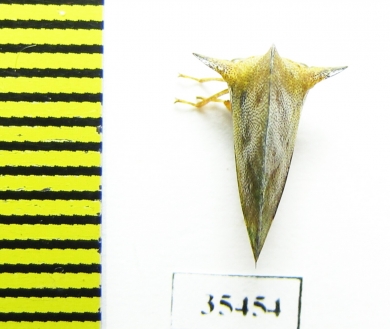 Membracidae sp.  Mexico - INSECTS-STORE.RU