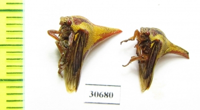 Membracidae sp.  USA - INSECTS-STORE.RU