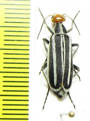 Epicauta sp.  Oman - INSECTS-STORE.RU