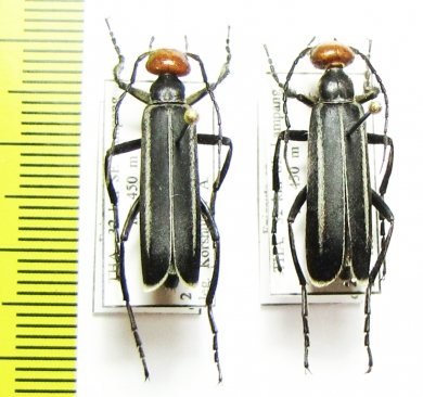 Epicauta sp.  Thailand - INSECTS-STORE.RU