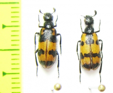 Hycleus ornatus  Israel - INSECTS-STORE.RU