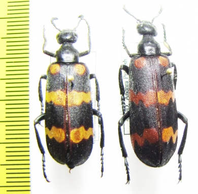 Hycleus phaleratus  India - INSECTS-STORE.RU