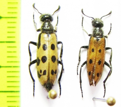 Hycleus quatuordecimpunctatus  Kazakhstan - INSECTS-STORE.RU