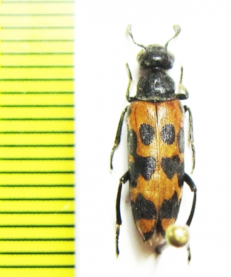 Hycleus sp.  Israel - INSECTS-STORE.RU