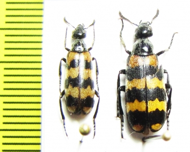 Hycleus tekkensis  Tajikistan - INSECTS-STORE.RU