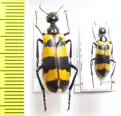 Hycleus trianguliferus  Tajikistan - INSECTS-STORE.RU