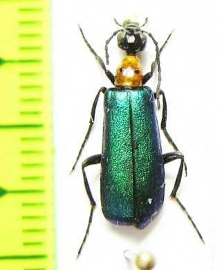 Lydomorphus bifoveiceps  Zimbabwe - INSECTS-STORE.RU