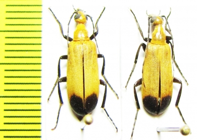 Lydomorphus sp.  Namibia - INSECTS-STORE.RU