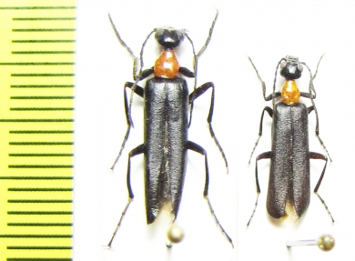 Lydomorphus sp.  Namibia - INSECTS-STORE.RU