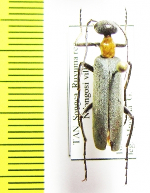 Lydomorphus strangulatus  Tanzania - INSECTS-STORE.RU