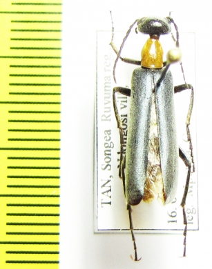 Lydomorphus strangulatus  Tanzania - INSECTS-STORE.RU