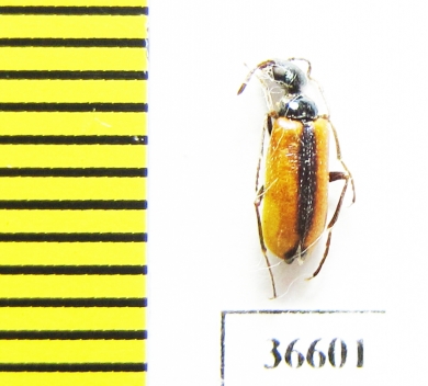 Lydulus sp.  Kazakhstan - INSECTS-STORE.RU