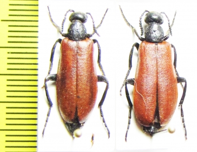 Lydus sanguinipennis, pair  Morocco - INSECTS-STORE.RU