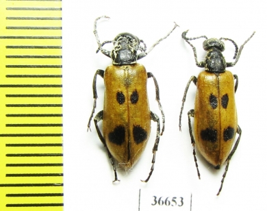 Lydus trimaculatus  Russia, Voronezh reg. - INSECTS-STORE.RU