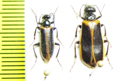 Lytta badakschanica, pair  Uzbekistan - INSECTS-STORE.RU