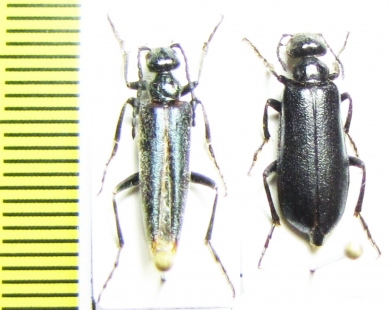 Lytta badakschanica, pair  Uzbekistan - INSECTS-STORE.RU