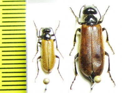 Lytta badakschanica, pair  Uzbekistan - INSECTS-STORE.RU