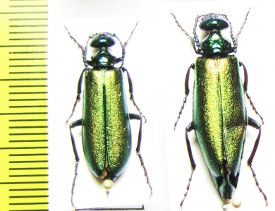 Lytta caraganae, pair  Russia, Tuva reg. - INSECTS-STORE.RU