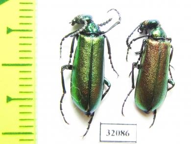 Lytta caraganae  Russia, Tuva reg. - INSECTS-STORE.RU