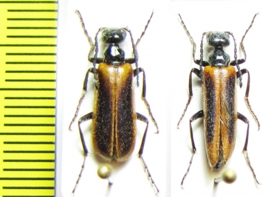 Lytta clematidis  Kazakhstan - INSECTS-STORE.RU