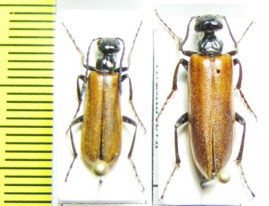 Lytta clematidis, pair  Kazakhstan - INSECTS-STORE.RU