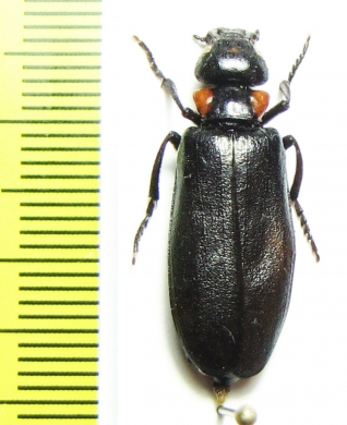 Lytta flavoangulata  India - INSECTS-STORE.RU