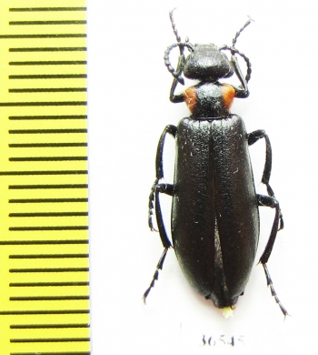 Lytta grumi  Tajikistan - INSECTS-STORE.RU