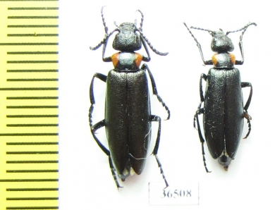 Lytta grumi  Tajikistan - INSECTS-STORE.RU