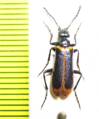 Lytta limbata  India - INSECTS-STORE.RU