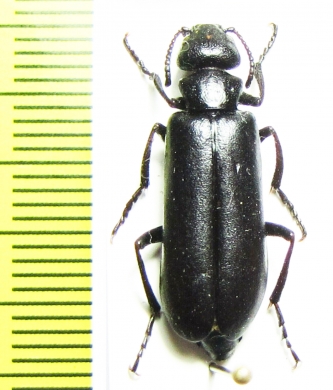 Lytta luteovittata tristis  Uzbekistan - INSECTS-STORE.RU