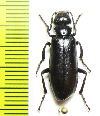 Lytta luteovittata tristis  Uzbekistan - INSECTS-STORE.RU