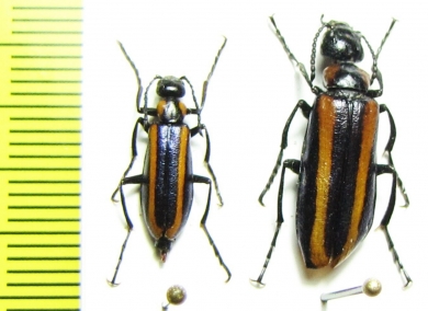 Lytta luteovittata, pair  Uzbekistan - INSECTS-STORE.RU