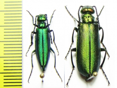 Lytta medvedevi, pair  Tajikistan - INSECTS-STORE.RU