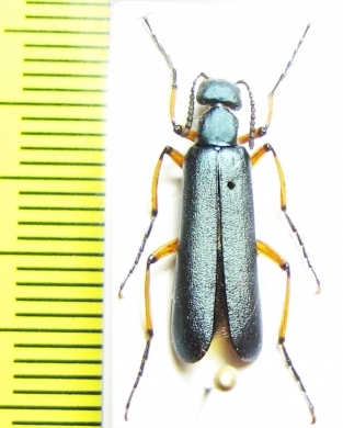 Lytta sayi  Canada - INSECTS-STORE.RU