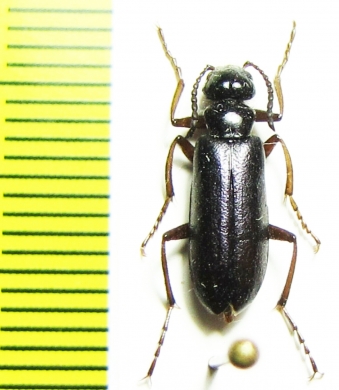 Lytta skrylniki  Afghanistan - INSECTS-STORE.RU