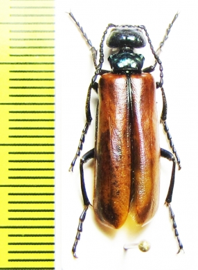 Lytta suturella  Russia, Far East - INSECTS-STORE.RU