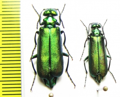 Lytta vesicatoria  Russia, Voronezh reg. - INSECTS-STORE.RU