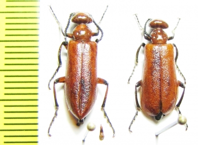 Lytta vrendenburgi, pair  Uzbekistan - INSECTS-STORE.RU