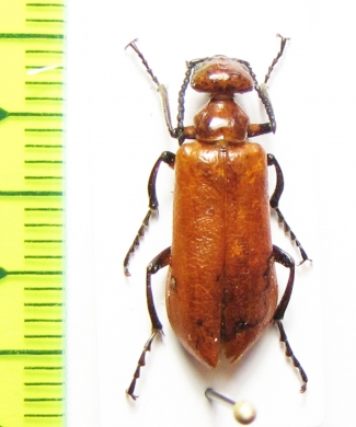 Lytta vrendenburgi  Uzbekistan - INSECTS-STORE.RU