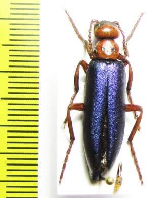 Muzimes caucasicus  Azerbaijan - INSECTS-STORE.RU