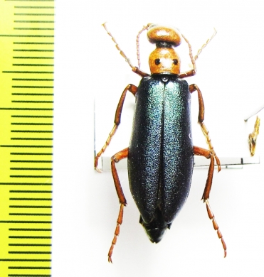 Muzimes dersimensis  Turkey - INSECTS-STORE.RU