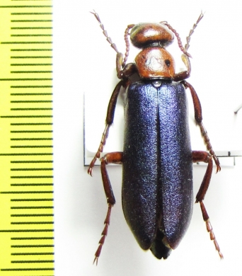 Muzimes dersimensis  Turkey - INSECTS-STORE.RU