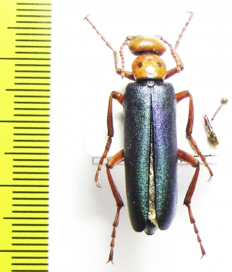 Muzimes jureckovae  Georgia - INSECTS-STORE.RU