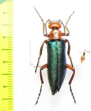 Muzimes nigricornis  Azerbaijan - INSECTS-STORE.RU