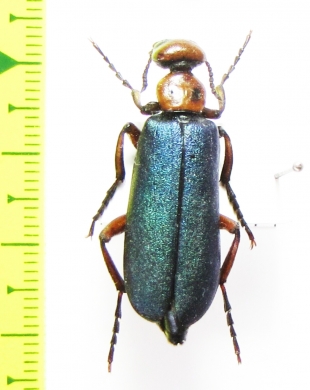 Muzimes nigricornis  Azerbaijan - INSECTS-STORE.RU