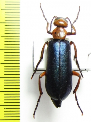 Muzimes sp.  Turkey, Mersin prov. - INSECTS-STORE.RU