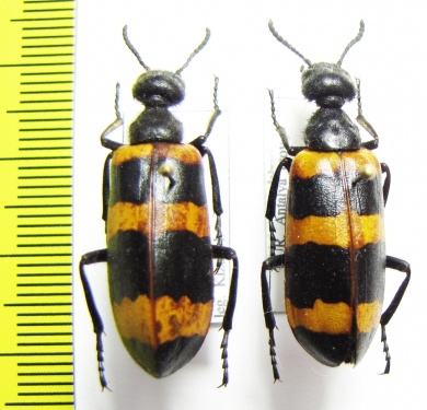 Mylabris ? cincta  Turkey, Antalya prov. - INSECTS-STORE.RU
