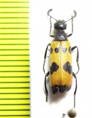 Mylabris ? parumpicta  Israel - INSECTS-STORE.RU